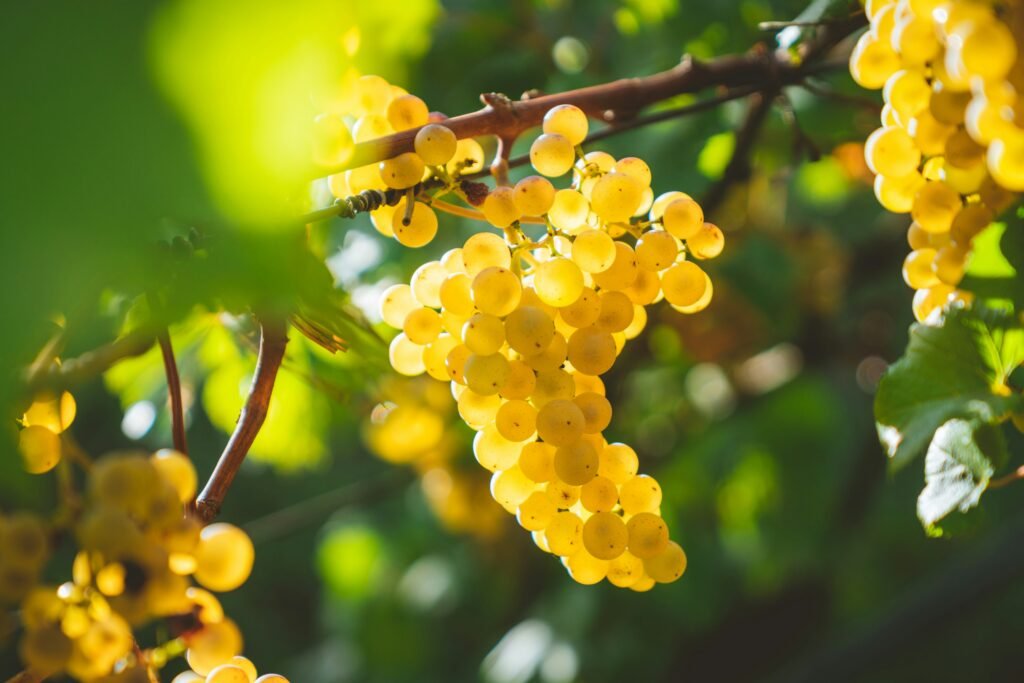 yellow grapes fruits