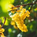 yellow grapes fruits